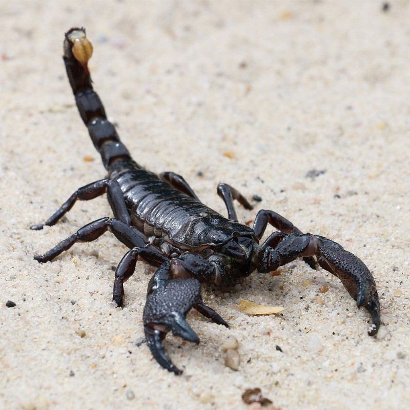Создать мем: скорпион пандинус император, ложный скорпион, скорпион черный