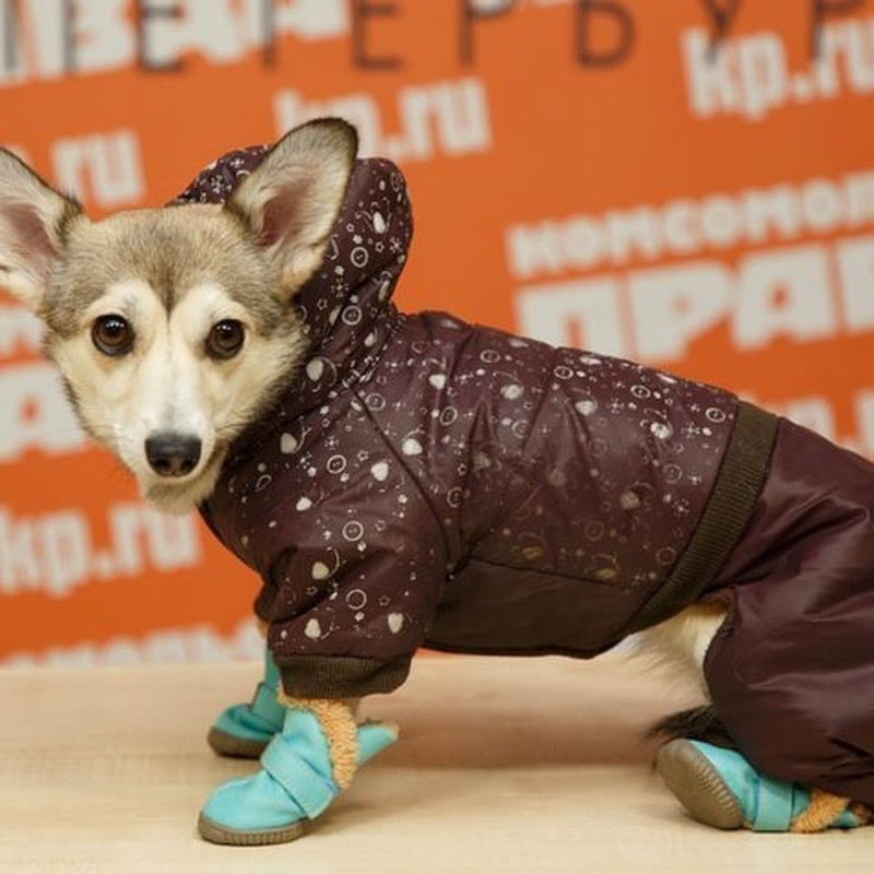 Create meme: a raincoat jumpsuit for Welsh corgi, raincoat for dog, dog clothes