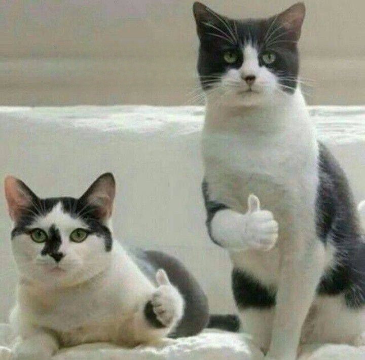 Create meme: cat , meme cat , meme with cats