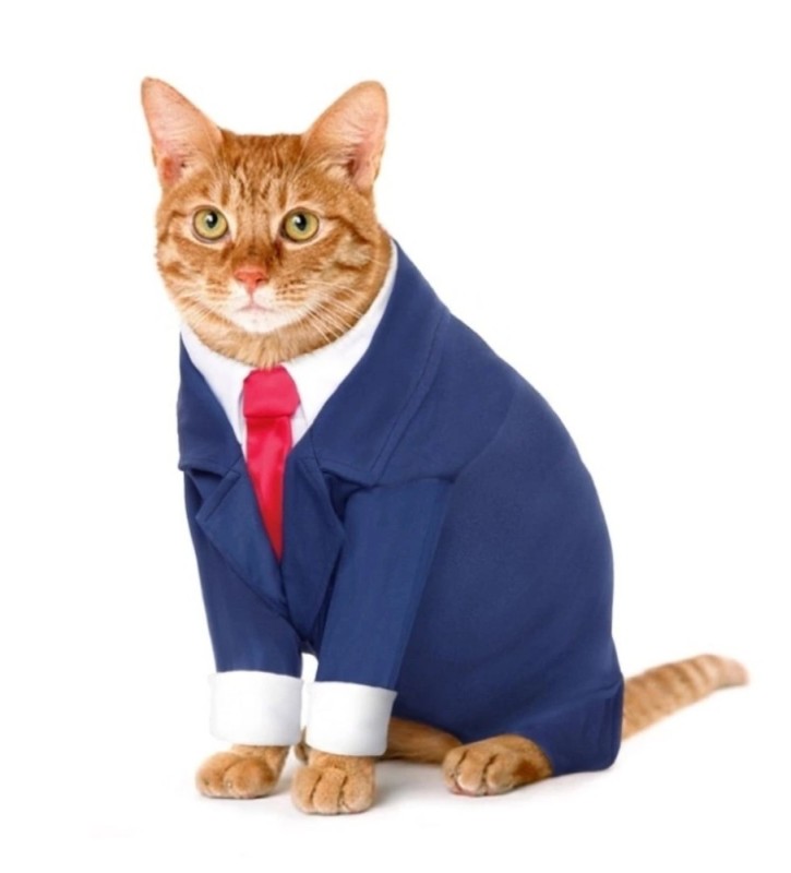 Create meme: business cat, the cat in the jacket, a cat in a suit