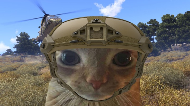 Create meme: arma 3, cat , people 