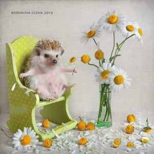 Create meme: Elena Eremina hedgehogs 2018, Elena Eremina