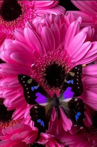 Create meme: butterflies are beautiful, beautiful flowers, butterfly on a pink flower