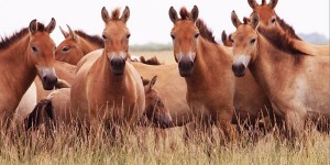 Create meme: the Przewalski's horse in Orenburg reserve, foals, the Przewalski's horse in Orenburg reserve foals