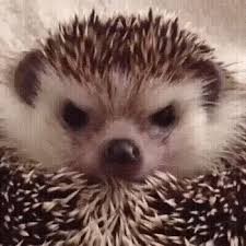 Create meme: gloomy hedgehog, the evil hedgehog, the evil hedgehog