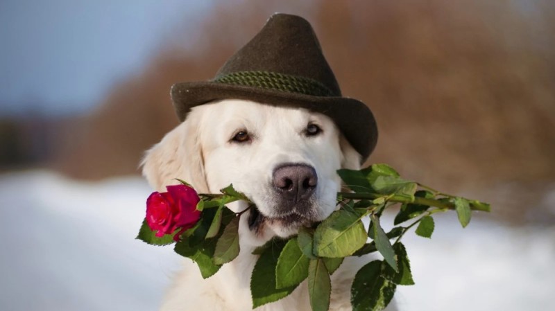 Создать мем: собака в цветах, собака с цветком, собака с букетом