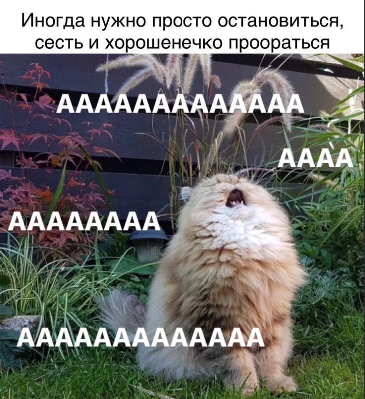 Create meme: The cat is aaaaaaa, The fluffy cat is yelling, cat aaaah