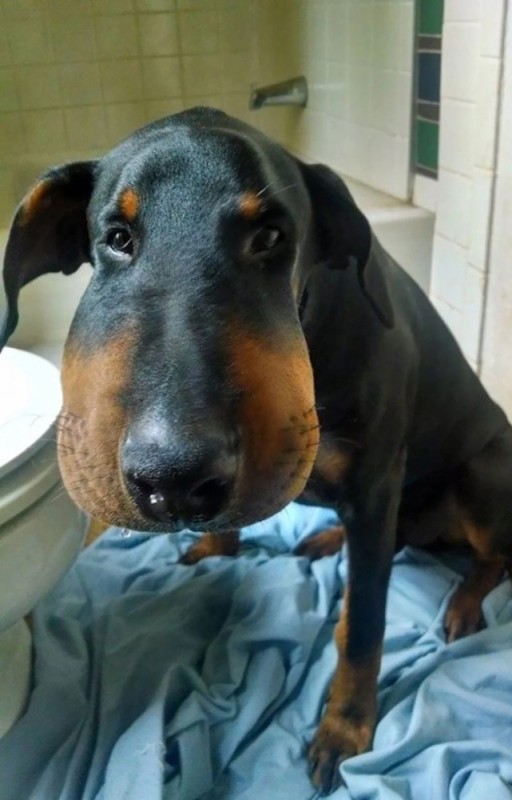 Create meme: dachshund was stung by a bee, dachshund bitten by bees, the wasp bit the dog