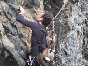 Создать мем: кошки смешные, альпинист, climbing mountain