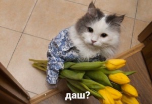 Create meme: dash cat with flowers, cat with flowers on March 8, cat with flowers