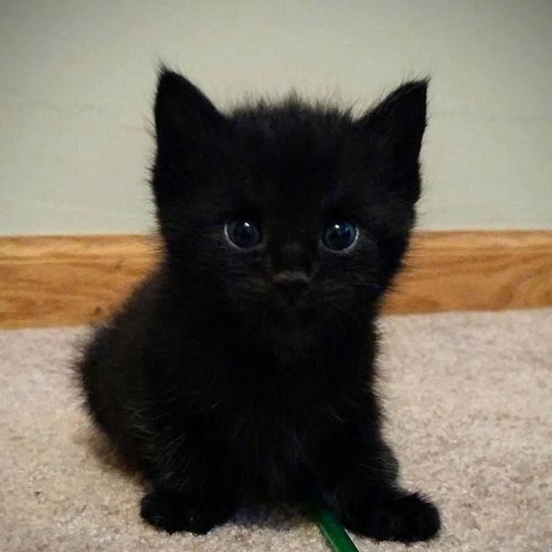Create meme: little black kitten, the kitten is black, the black kitten is fluffy