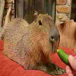 Create meme: the largest rodent is the capybara, the capybara
