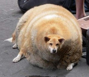 Create meme: thick dog, fat dog