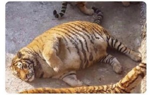 Создать мем: пухлый тигр, жирный тигр, амурский тигр