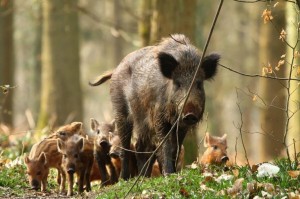 Create meme: wild boar