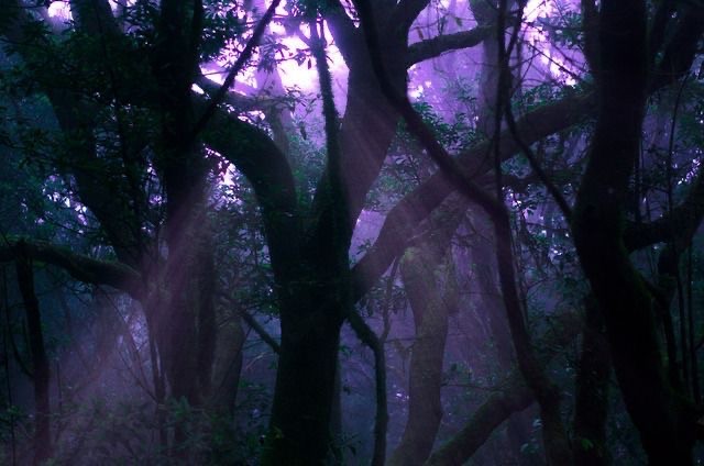 Create meme: the forest is magical, violet, mystical forest