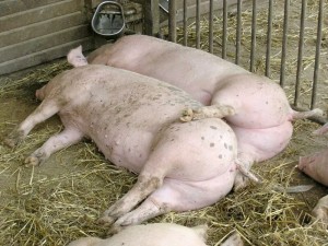 Create meme: pig, swine fever, mating pigs