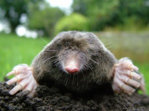 Create meme: funny animals, moles, the mole in the garden