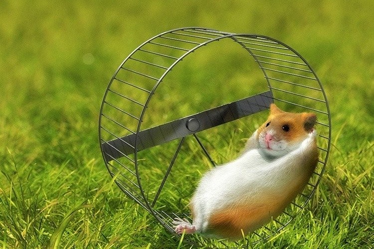 Create meme: hamster in the wheel, hamster in the wheel, running hamster