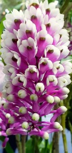 Создать мем: орхидея дендробиум, дендробиум.. dendrobium smilliae, dendrobium secundum x smilliae