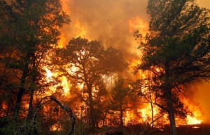 Create meme: a fire in the woods, the picture burning forest, the fires in Siberia