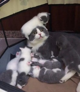 Создать мем: голубой биколор вислоухий котенок, кошка, новорожденные котята