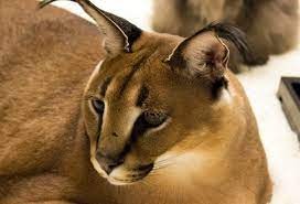 Create meme: Caracal