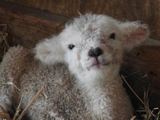 Create meme: little sheep, baby alpaca, little lambs