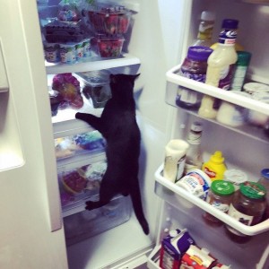 Create meme: refrigerator, the cat in the fridge