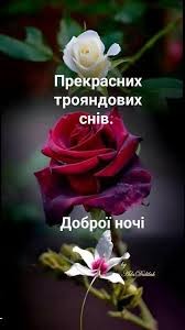 Create meme: roses, beautiful flowers, beautiful roses