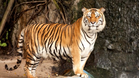 Create meme: tiger , Siberian tiger, the Amur tiger 