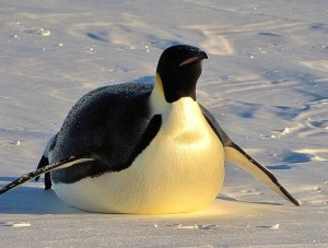 Создать мем: пингвины в антарктиде, императорский пингвин, penguin