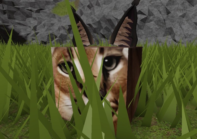 Create meme: flip-flops and roblox dumplings, cat , Caracal