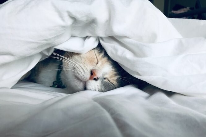 Создать мем: кот, котик в одеяле, сонная кошка