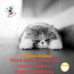 Создать мем: кошки, котики, кот