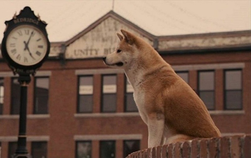 Create meme: Hachiko: the most loyal friend, hachiko breed, Akita inu Hachiko 