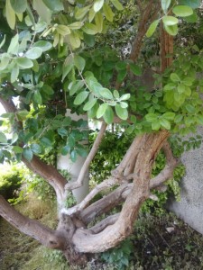 Create meme: ficus, plant, ficus microcarpa