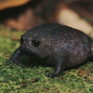 Create meme: breviceps fuscus, black rain frog breviceps fuscus