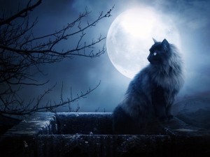 Create meme: lunar cat, mystical cat, the moon is a full moon