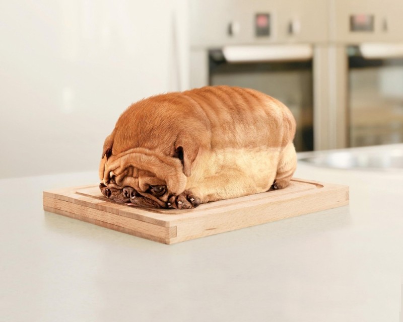 Create meme: the fattest dog, pug bread, fat dog 