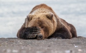 Создать мем: природа, финалисты конкурса comedy wildlife photography awards:, бурый медведь