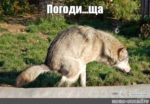 Create meme: funny wolf, wolf , Wolves are a joke