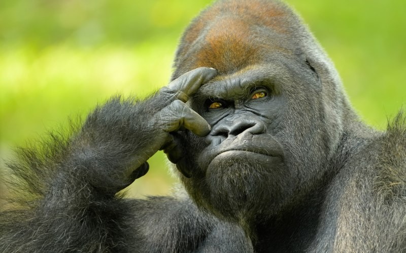 Create meme: gorilla , funny gorilla, pensive monkey 