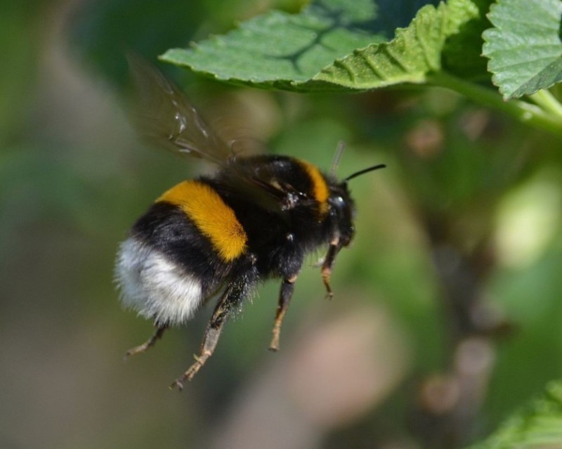 Create meme: saffron bumblebee, bumblebee wasp, bee wasp and bumblebee