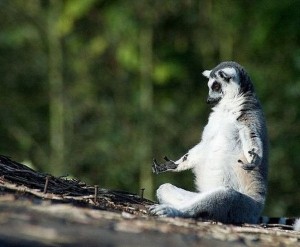 Create meme: meditation, sagaseta only sagaseta picture, meditating lemur