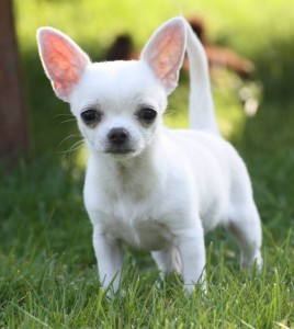 Create meme: breed Chihuahua, Chihuahua, Chihuahua puppies