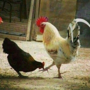 Create meme: chickens and roosters, cock and hen photo differences, cock Fucks a chicken