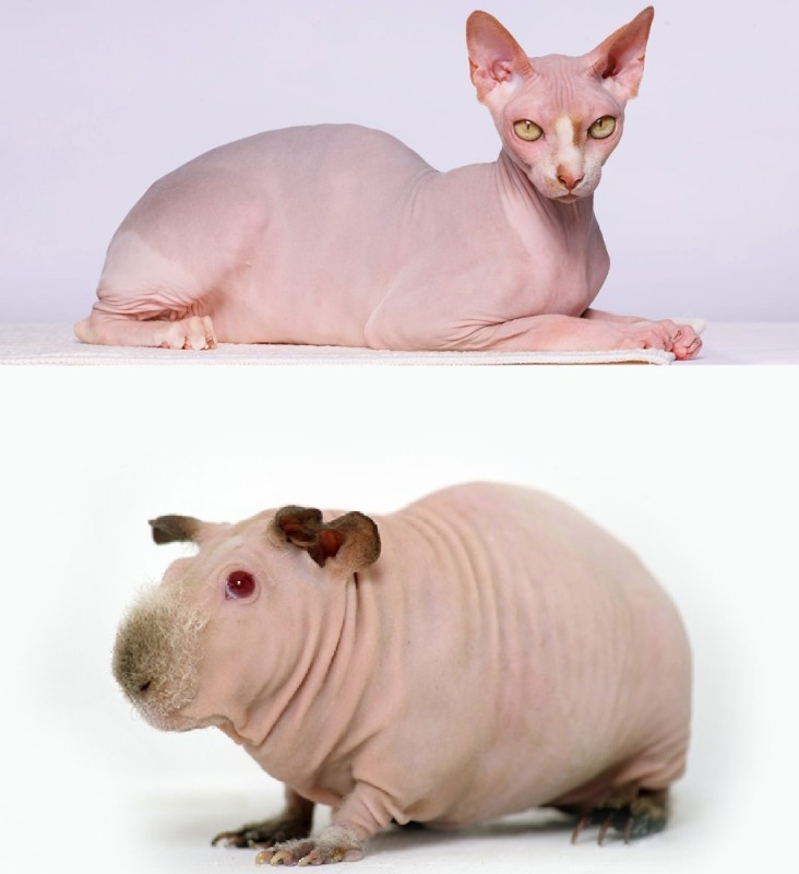 Create meme: Guinea pig skinny, bald cat Sphinx, The Canadian sphinx bambino