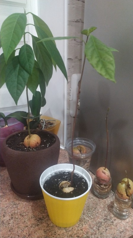 Create meme: avocado plant, bone avocado at home, avocado tree at home