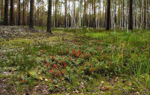 Create meme: strawberry meadow in a pine forest, pine forests, mushroom clearing in the forest